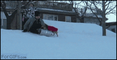 Image result for dogs on sleds gif