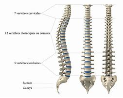 Image result for la colonne vertebrale