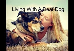 Image result for deaf dog