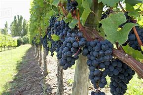 Image result for french vine